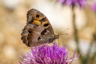 Chazara briseis, Nymphalidae familyasından bir kelebek türüdür..