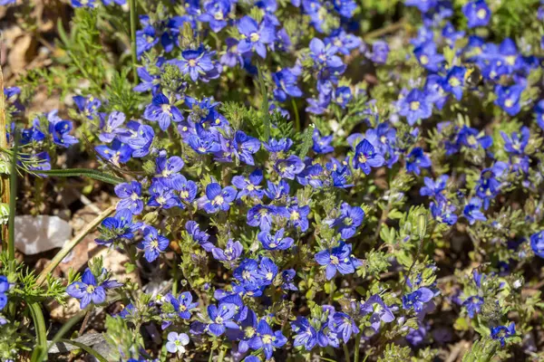 Veronica Chamaedrys veya Veronica multifida doğada. Dökülmüş Dağ - Manisa - Türkiye