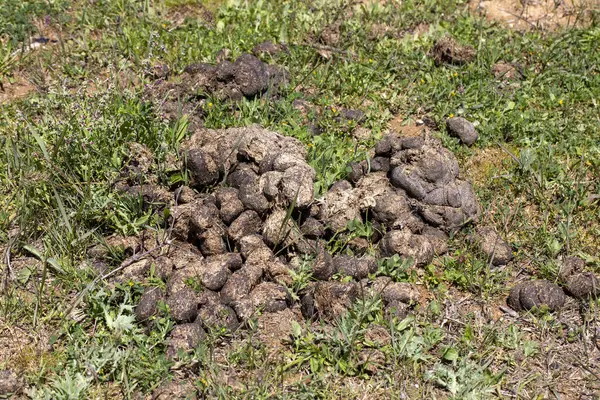 Horse manure - Horse shit close-up in nature. Natural fertilizer.
