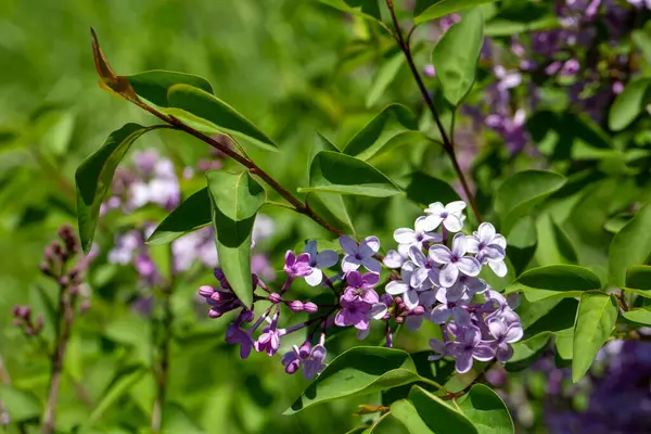 Bahçedeki yeşil arka planda çiçek açan mor leylak dalı 