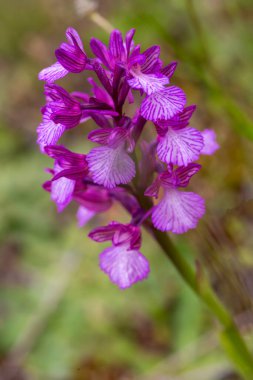 Anacamptis papilionacea (Kelebek orkidesi), çalılıklarda, maki bölgelerde ve ilkbaharda çiçek açan bir orkide türüdür..