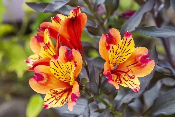 Peru zambağı, papağan çiçeği, papağan zambağı, İnkalar zambağı ve Prenses Lily ile birlikte Alstroemeria psittacina..