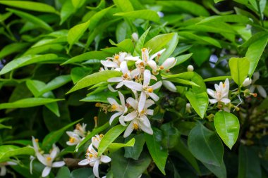 Mandalina ağacı ya da portakal ağacı ya da limon ağacı çiçeği