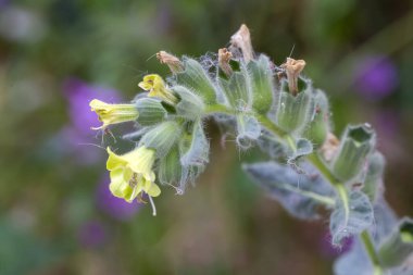 Hyoscyamus albus, Hyoscyamus cinsine ait bir bitki türüdür..