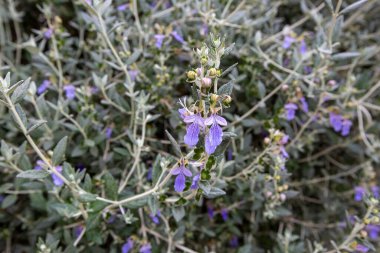 Teucrium fruticans, Teucrium cinsine ait bir Akdeniz bitki türüdür..