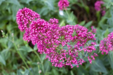 Valeriana yakutu (