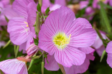 Pembe Akşam Primrose, Bilimsel isim; Oenothera speciosa