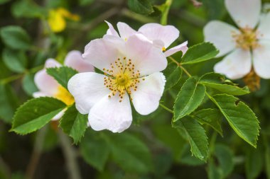 Yaban Gülü (Rosa canina) baharda açık taç yapraklarıyla