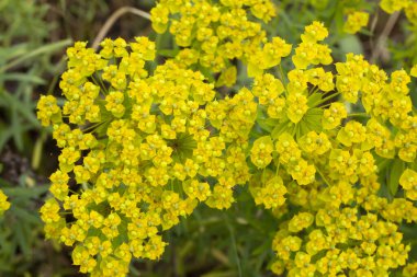 Euphorbia niciciana, Euphorbiaceae familyasından bir bitki türü..