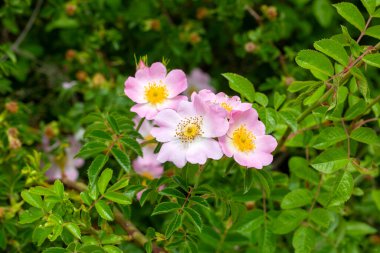 Yaban Gülü (Rosa canina) baharda açık taç yapraklarıyla