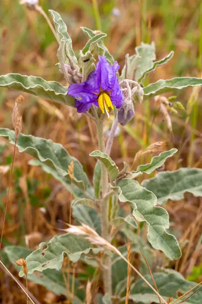 Solanum elaeagnifolium, Solanum cinsinin bir bitki türüdür..