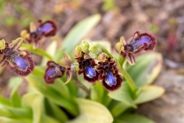 Vahşi orkide, bilimsel isim; Ophrys speculum