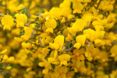 Genel süpürge ya da İskoç süpürgesi, Cytisus scoparius