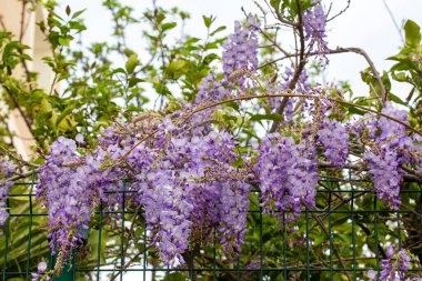 Mor çiçeklerin seçici odak noktası olan Wisteria sinensis veya Mavi Yağmur, Çin sallanan ırklarda sallanan kokulu çiçek sapları ve kütleleri ile bezelye familyasının çiçek açan türleridir..