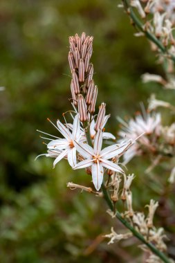 Asphodelus, Asphodelaceae familyasından bir bitki türü..