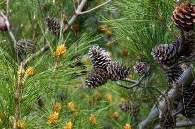 çam ağacı ve çam kozalağı