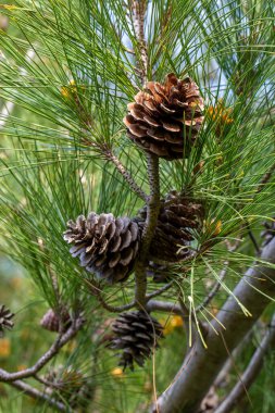 çam ağacı ve çam kozalağı