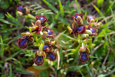 Vahşi orkide, bilimsel isim; Ophrys speculum