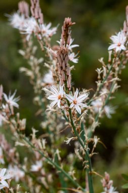 Asphodelus, Asphodelaceae familyasından bir bitki türü..