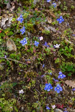 Veronica Chamaedrys veya Alman Speedwell Mavi Çiçeği