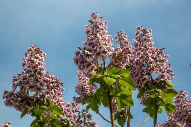 BlueBell ağacının çiçekleri Paulownia tomentosa.