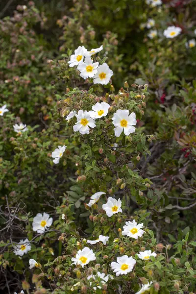 Kistaceae familyasının Kistus cinsini oluşturan beyaz veya pembe çiçekli bir bitki türüdür..