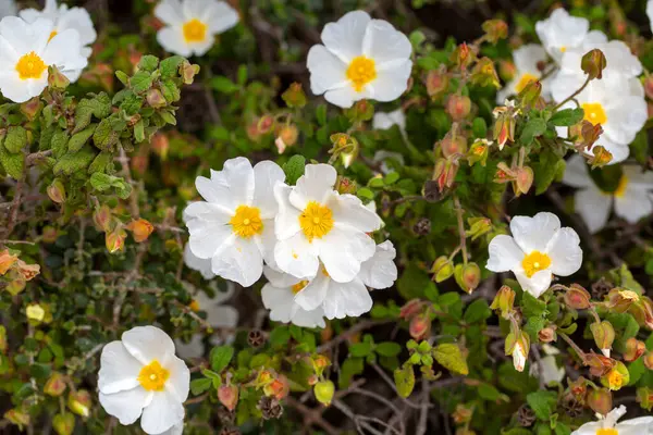 Kistaceae familyasının Kistus cinsini oluşturan beyaz veya pembe çiçekli bir bitki türüdür..