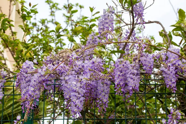 Mor çiçeklerin seçici odak noktası olan Wisteria sinensis veya Mavi Yağmur, Çin sallanan ırklarda sallanan kokulu çiçek sapları ve kütleleri ile bezelye familyasının çiçek açan türleridir..