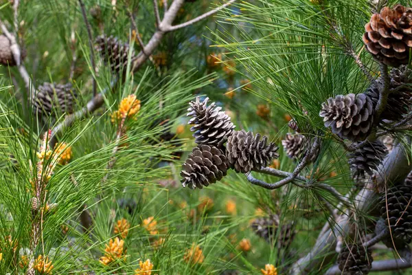 çam ağacı ve çam kozalağı