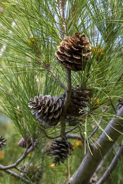 çam ağacı ve çam kozalağı