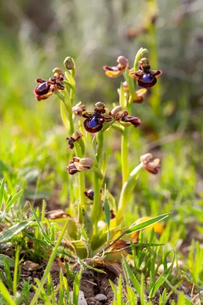 Vahşi orkide, bilimsel isim; Ophrys speculum