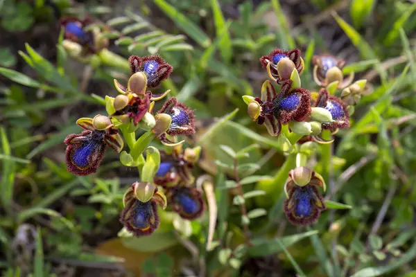 Vahşi orkide, bilimsel isim; Ophrys speculum