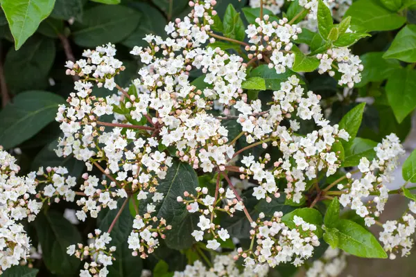 Viburnum tinus, Laurustinus, Adoxaceae familyasından Avrupa ve Kuzey Afrika 'nın Akdeniz bölgesinde yetişen bir bitki türü..
