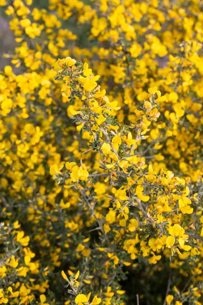 Genel süpürge ya da İskoç süpürgesi, Cytisus scoparius