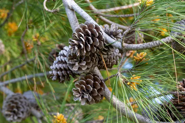 çam ağacı ve çam kozalağı