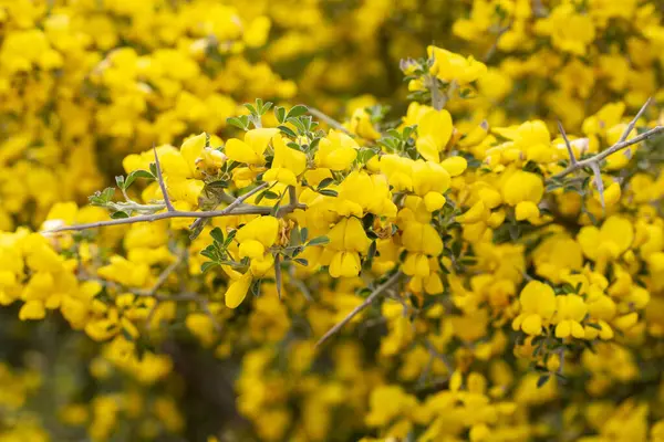 Genel süpürge ya da İskoç süpürgesi, Cytisus scoparius