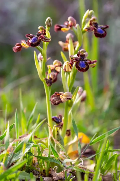Vahşi orkide, bilimsel isim; Ophrys speculum