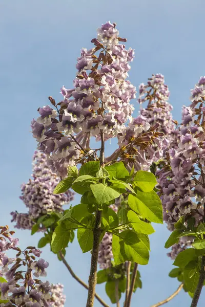 BlueBell ağacının çiçekleri Paulownia tomentosa.