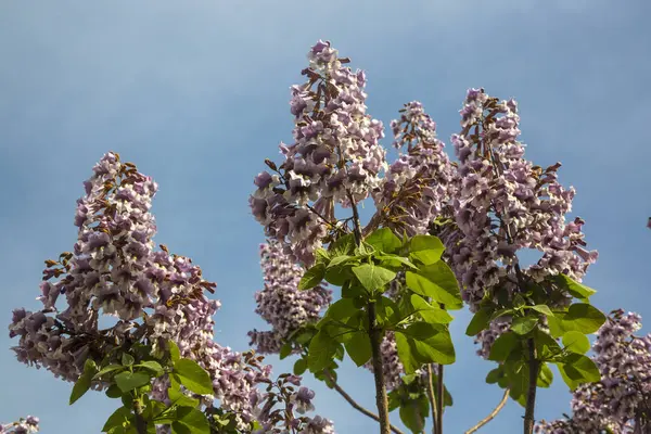 BlueBell ağacının çiçekleri Paulownia tomentosa.