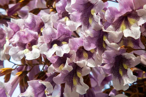 BlueBell ağacının çiçekleri Paulownia tomentosa.