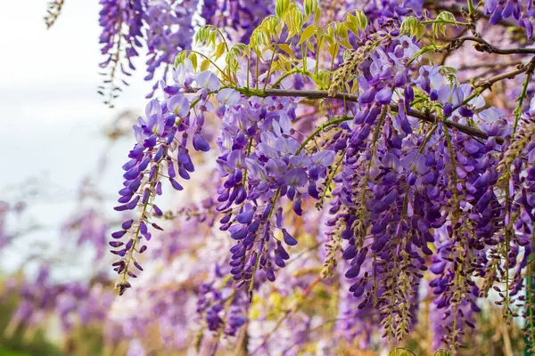 Mor çiçeklerin seçici odak noktası olan Wisteria sinensis veya Mavi Yağmur, Çin sallanan ırklarda sallanan kokulu çiçek sapları ve kütleleri ile bezelye familyasının çiçek açan türleridir..