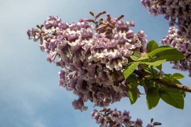 BlueBell ağacının çiçekleri Paulownia tomentosa.
