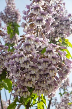 BlueBell ağacının çiçekleri Paulownia tomentosa.