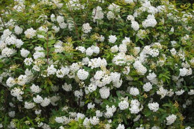 Reeves spirea (Spiraea cantoniensis) çiçekleri. Rosaceae 'nin Çin' e özgü yaprak döken çalısı. Nisan 'dan Mayıs' a kadar ağlayan dallardaki beyaz çiçek kümeleri