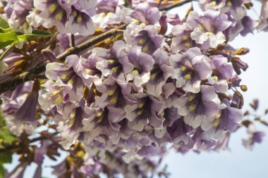BlueBell ağacının çiçekleri Paulownia tomentosa.