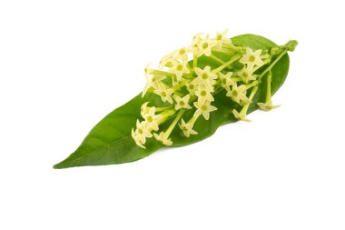 Cestrum nocturnum ya da Night Blooming Jasmine, bitkinin geceleri kokusu var.