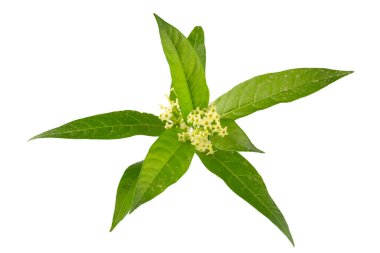 Cestrum nocturnum ya da Night Blooming Jasmine, bitkinin geceleri kokusu var.
