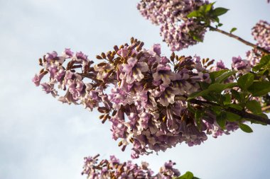 BlueBell ağacının çiçekleri Paulownia tomentosa.