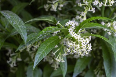 Cestrum nocturnum ya da Night Blooming Jasmine, bitkinin geceleri kokusu var.