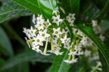 Cestrum nocturnum ya da Night Blooming Jasmine, bitkinin geceleri kokusu var.